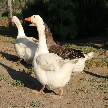 La Sosta