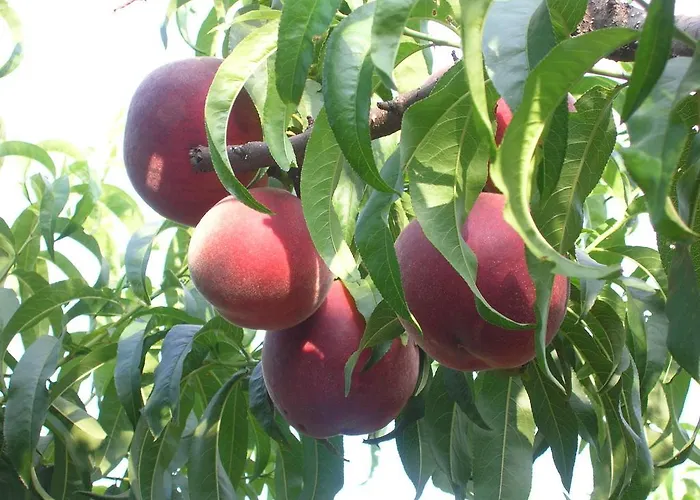 Farma La Sosta Pescia Romana