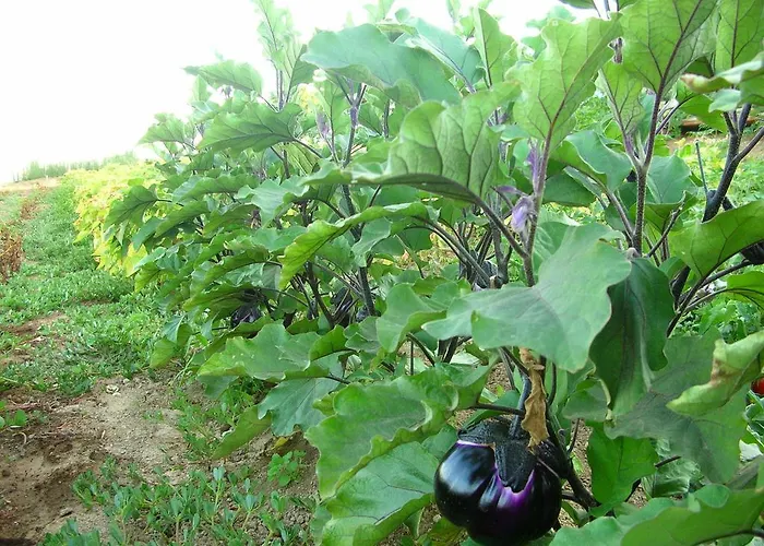 La Sosta * Pescia Romana