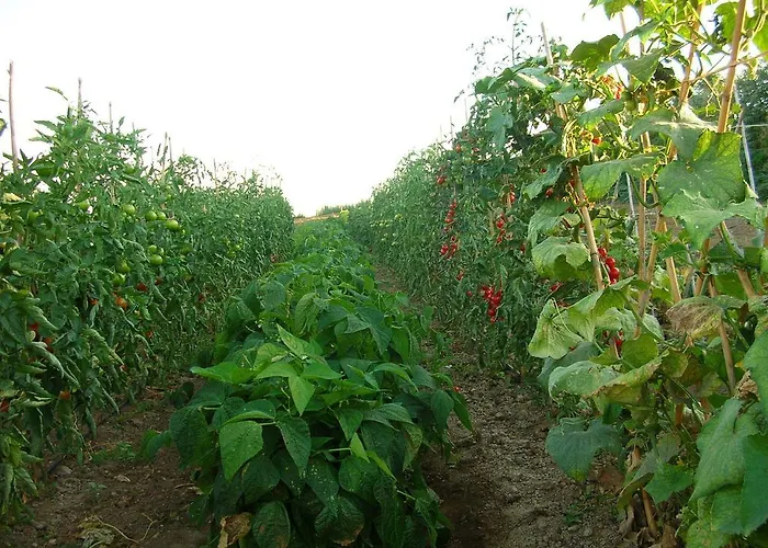 La Sosta Farma Pescia Romana
